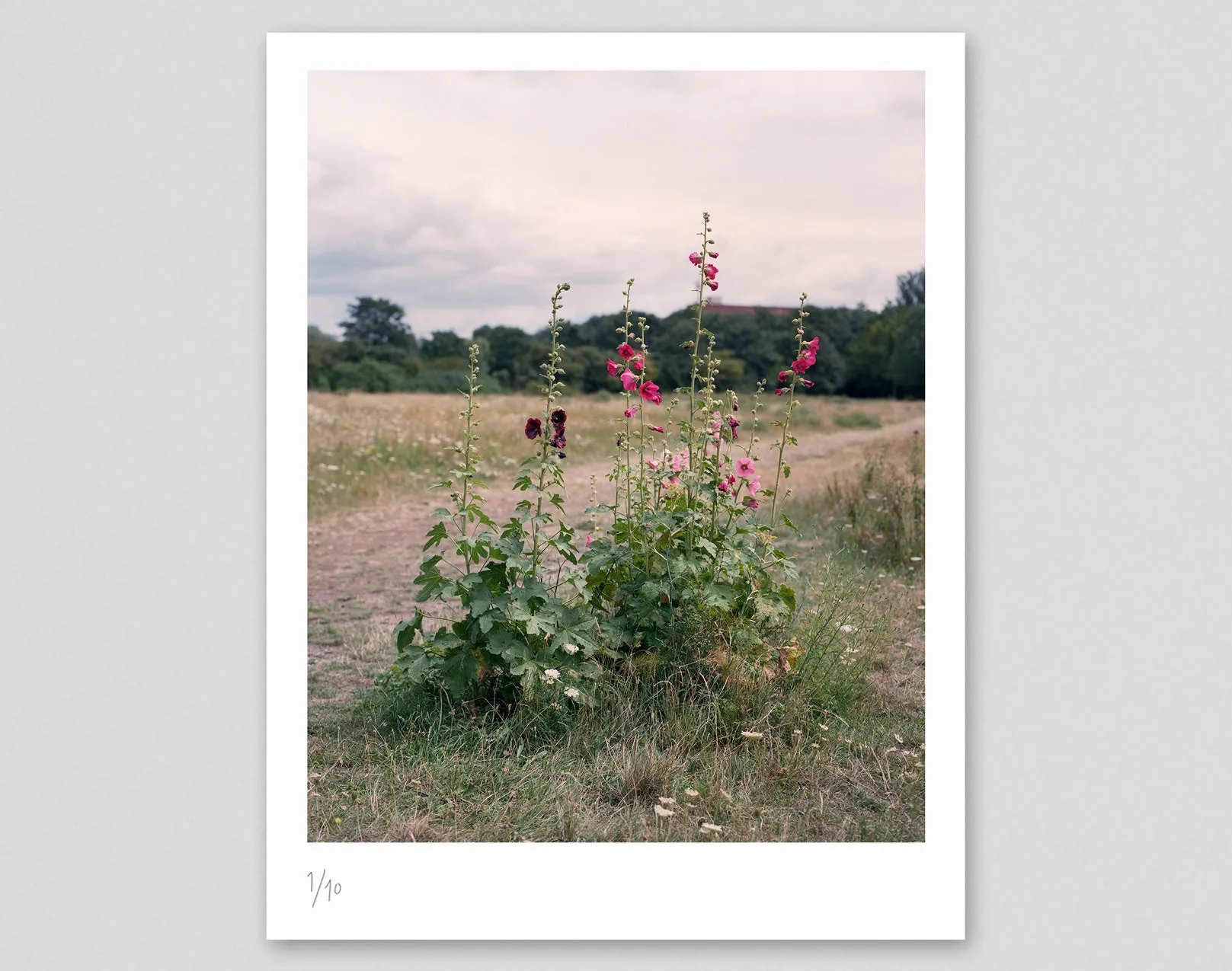 Limited edition print (B)   book: 'The Hackney Marshes'